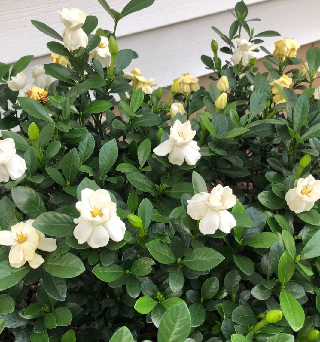 Gardenia Buttons (Gardenia jasminoides)