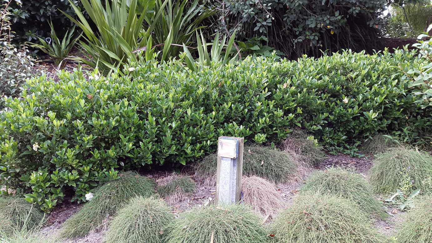 Gardenia Florida (Gardenia augusta)