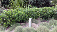 Gardenia Florida (Gardenia augusta) - Ladybird Nursery