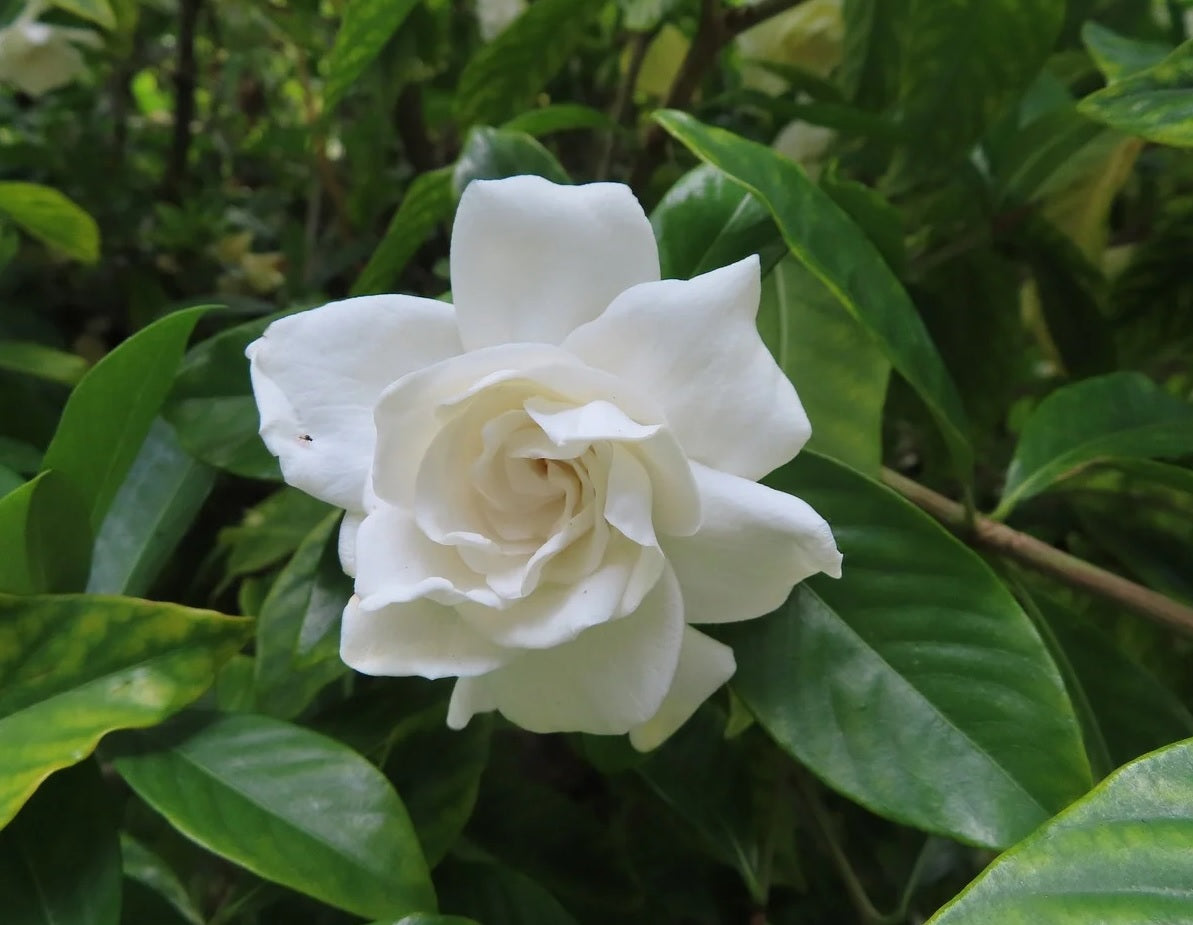 Gardenia Four Seasons (Gardenia augusta)