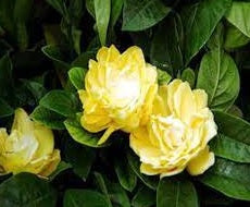 Gardenia Golden Magic (Gardenia augusta)