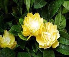 Gardenia Golden Magic (Gardenia augusta) - Ladybird Nursery