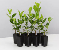 Gardenia Lacey Lady - Ladybird Nursery