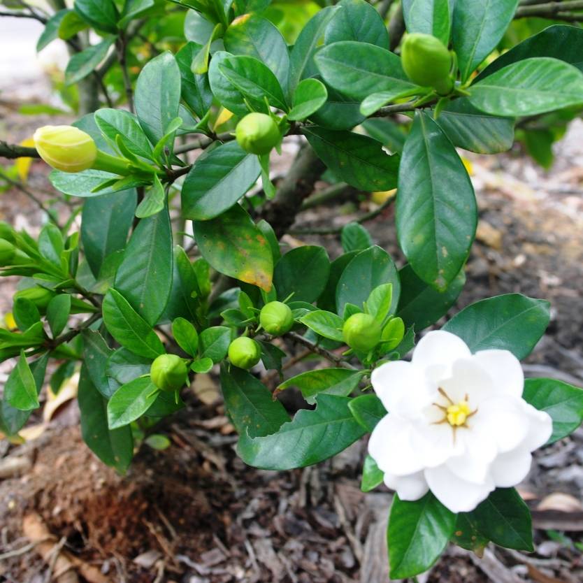 Gardenia Magnifica (Gardenia augusta)
