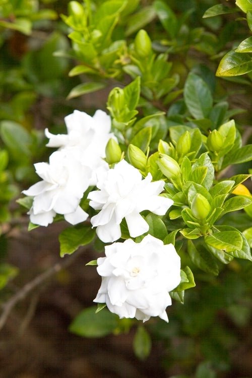 Gardenia Magnifica Standards (Gardenia augusta) - Ladybird Nursery