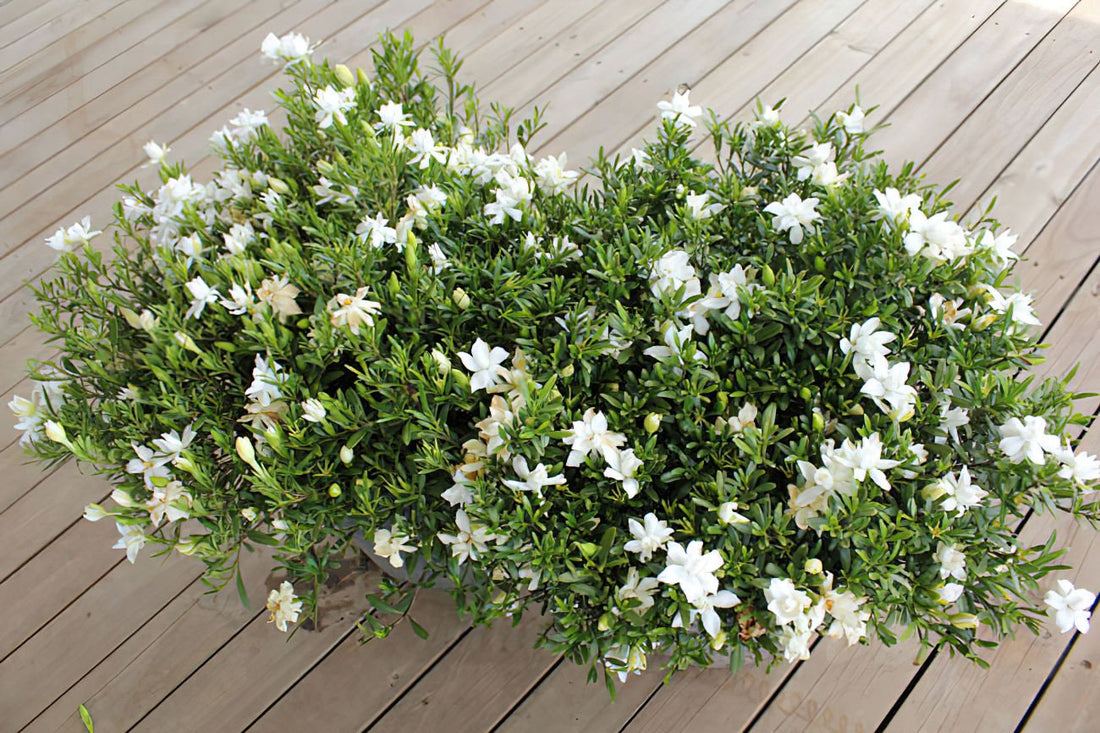 Gardenia O SO FINE™ (Gardenia augusta) - Ladybird Nursery
