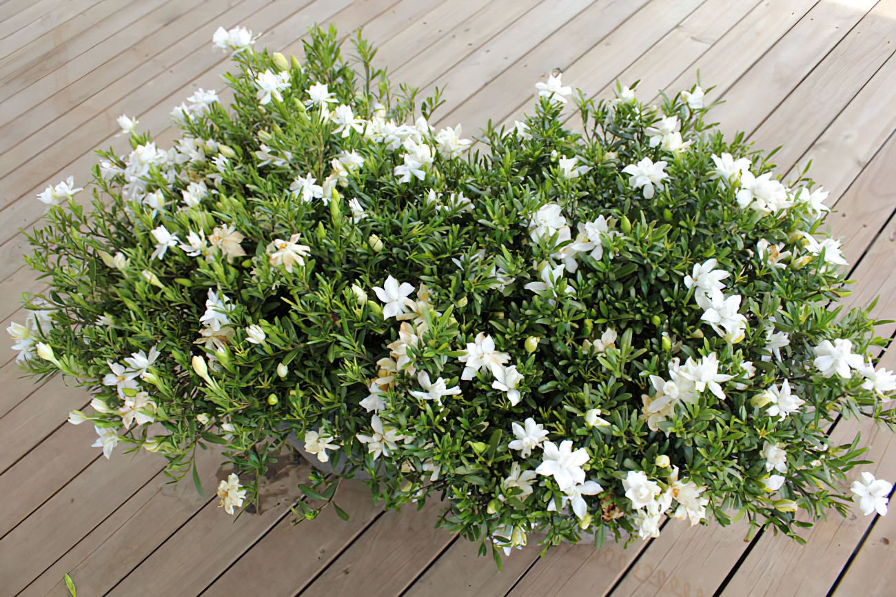 Gardenia O SO FINE™ (Gardenia augusta) - Ladybird Nursery