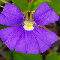 Fan Flower Just Classy (Scaevola striata) - Ladybird Nursery
