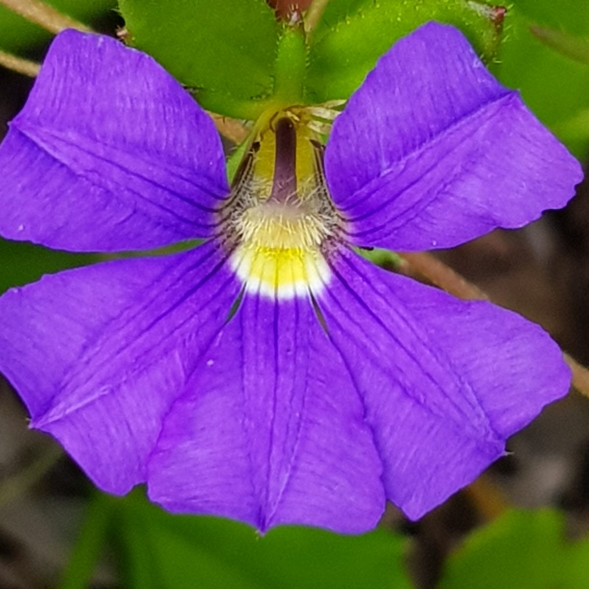Fan Flower Just Classy (Scaevola striata) - Ladybird Nursery