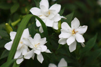 Gardenia Paradise ® Tinkerbell (Gardenia jasminoides)