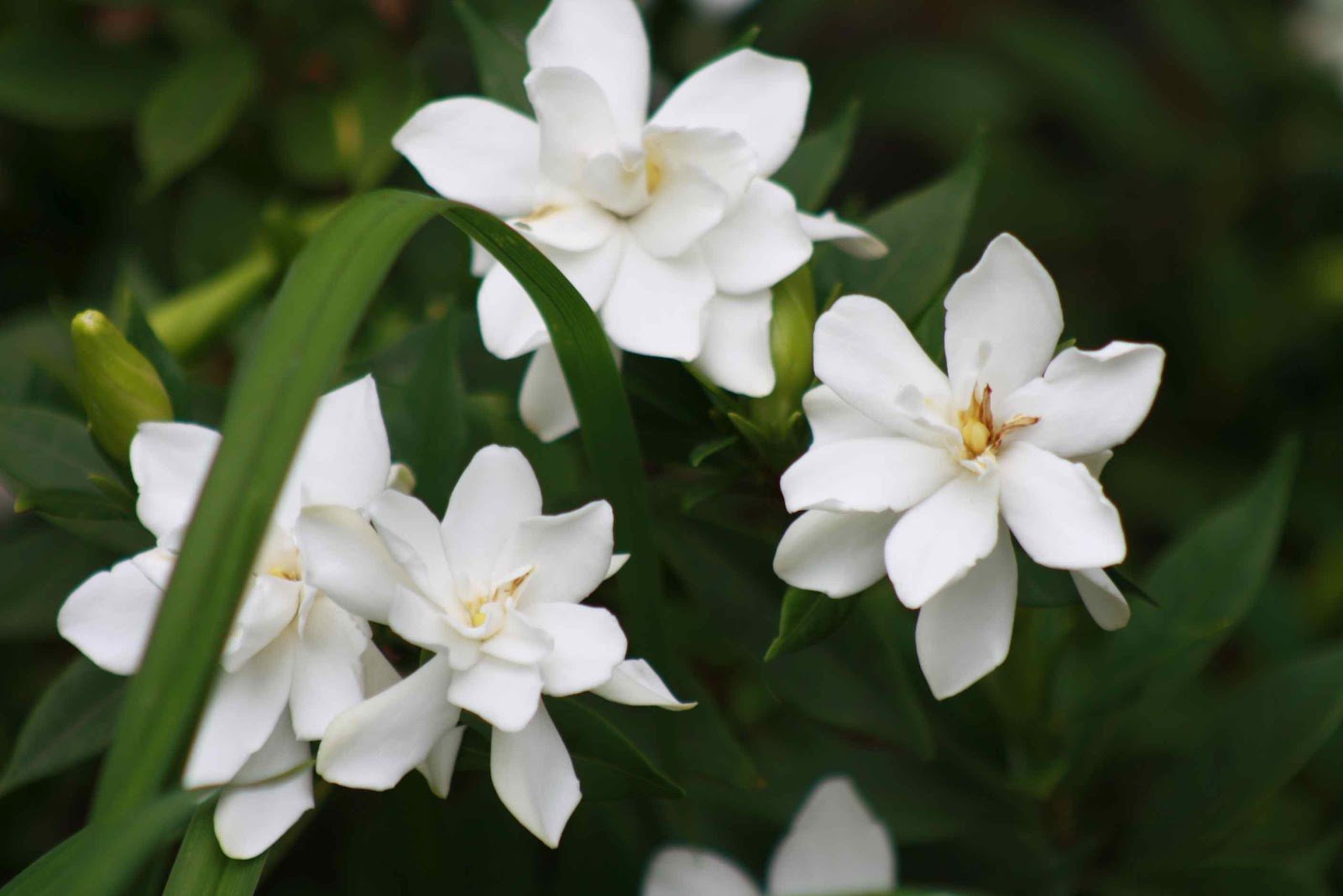 Gardenia Paradise ® Tinkerbell (Gardenia jasminoides) - Ladybird Nursery