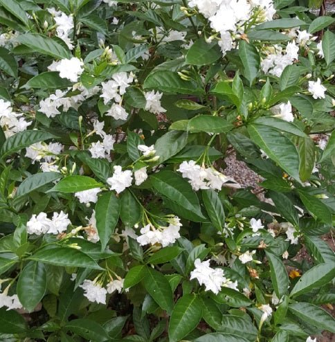 Gardenia Paradise ® White Goddess (Gardenia jasminoides) - Ladybird Nursery