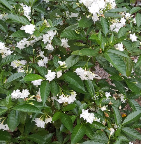 Gardenia Paradise ® White Goddess (Gardenia jasminoides)