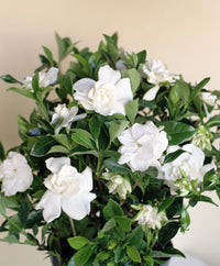 Gardenia Paradise® Jupiter