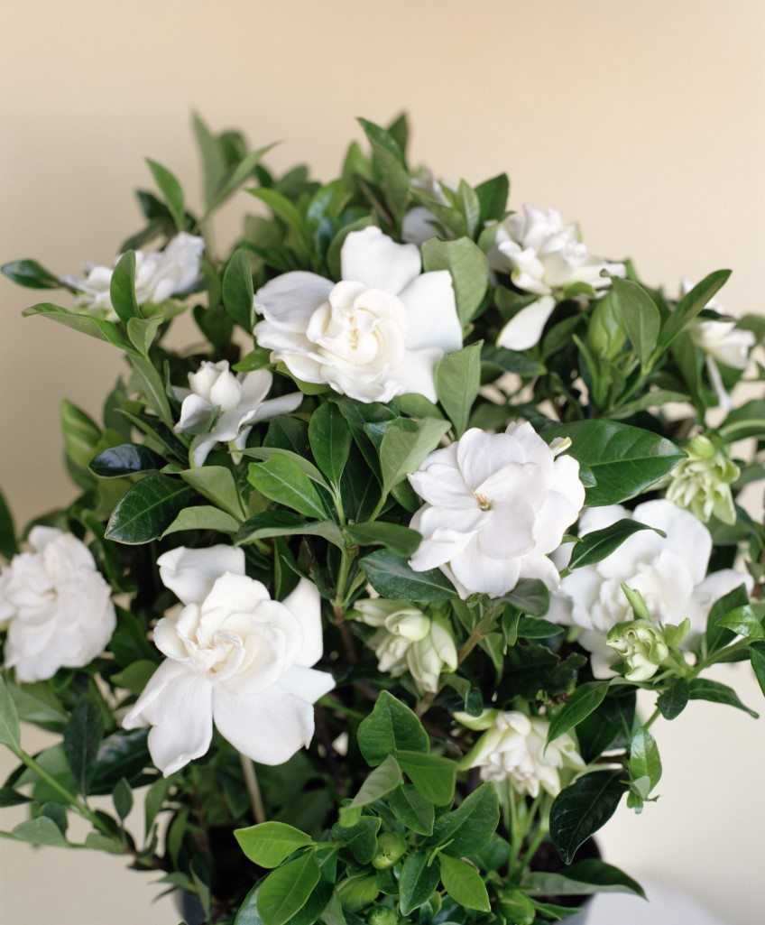 Gardenia Paradise® Jupiter - Ladybird Nursery