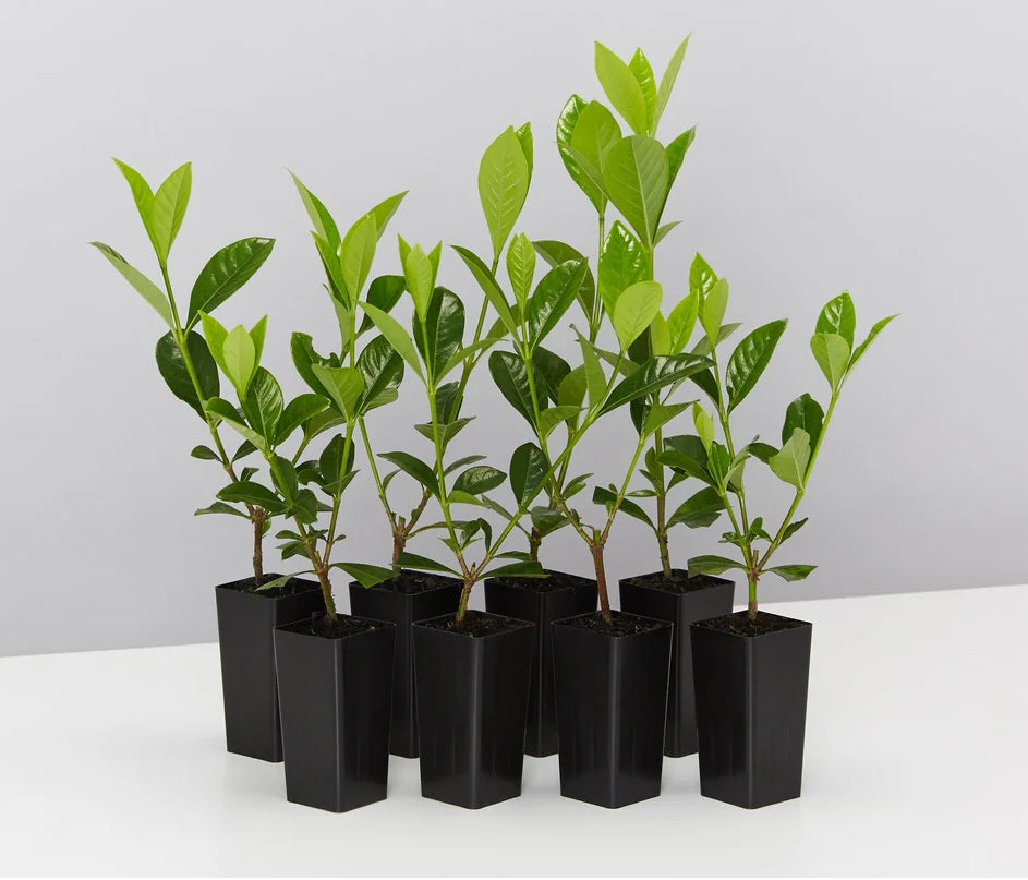 Gardenia Professor Pucci (Gardenia augusta)