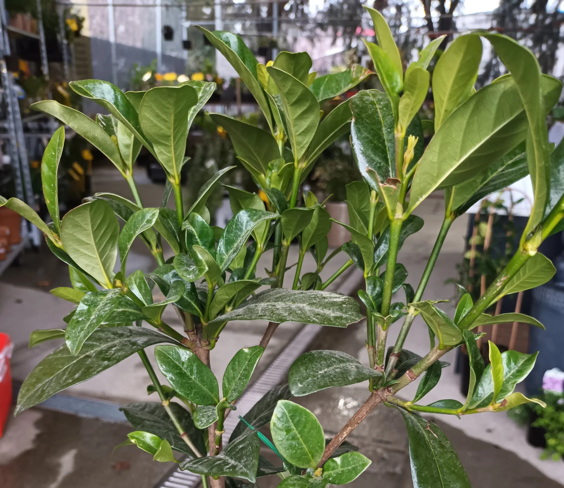 Gardenia Professor Pucci Standards (Gardenia augusta)