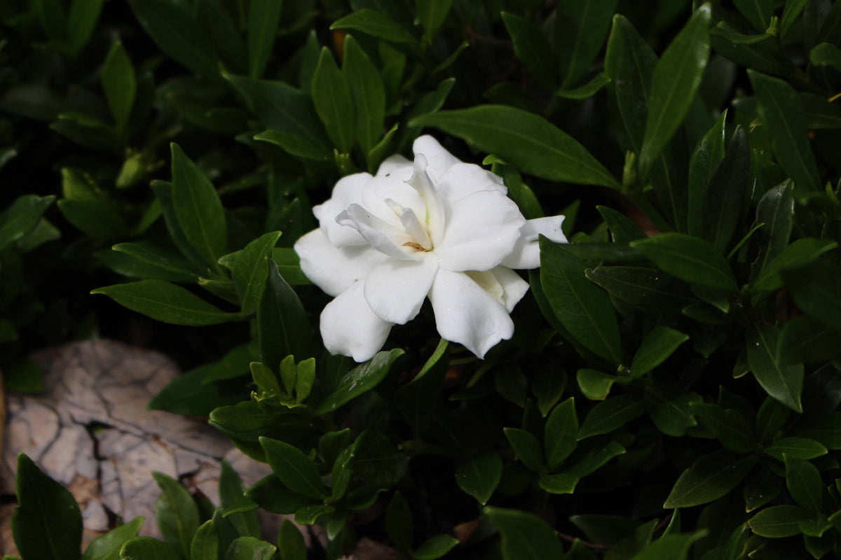 Gardenia Radicans (Gardenia augusta)