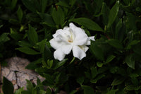 Gardenia Radicans (Gardenia augusta) - Ladybird Nursery