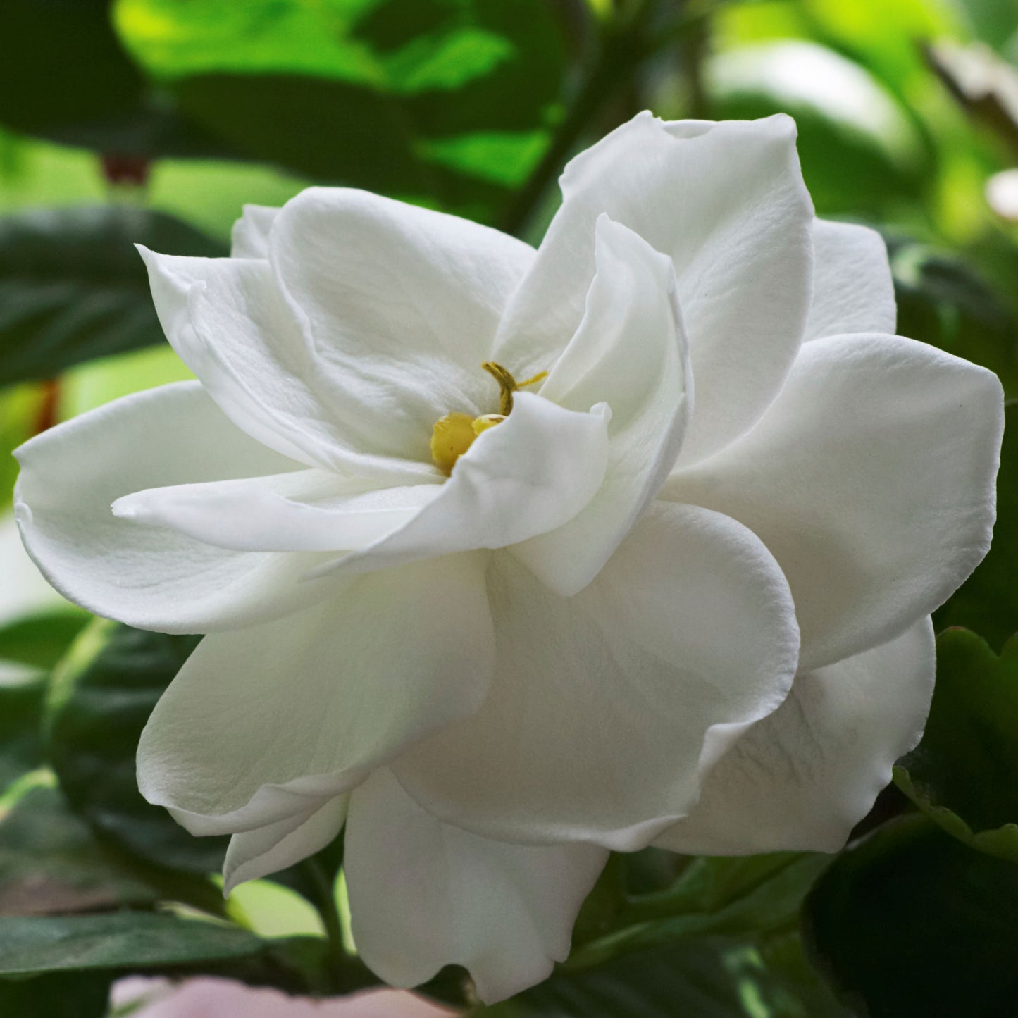 Gardenia Radicans Variegated (Gardenia augusta)