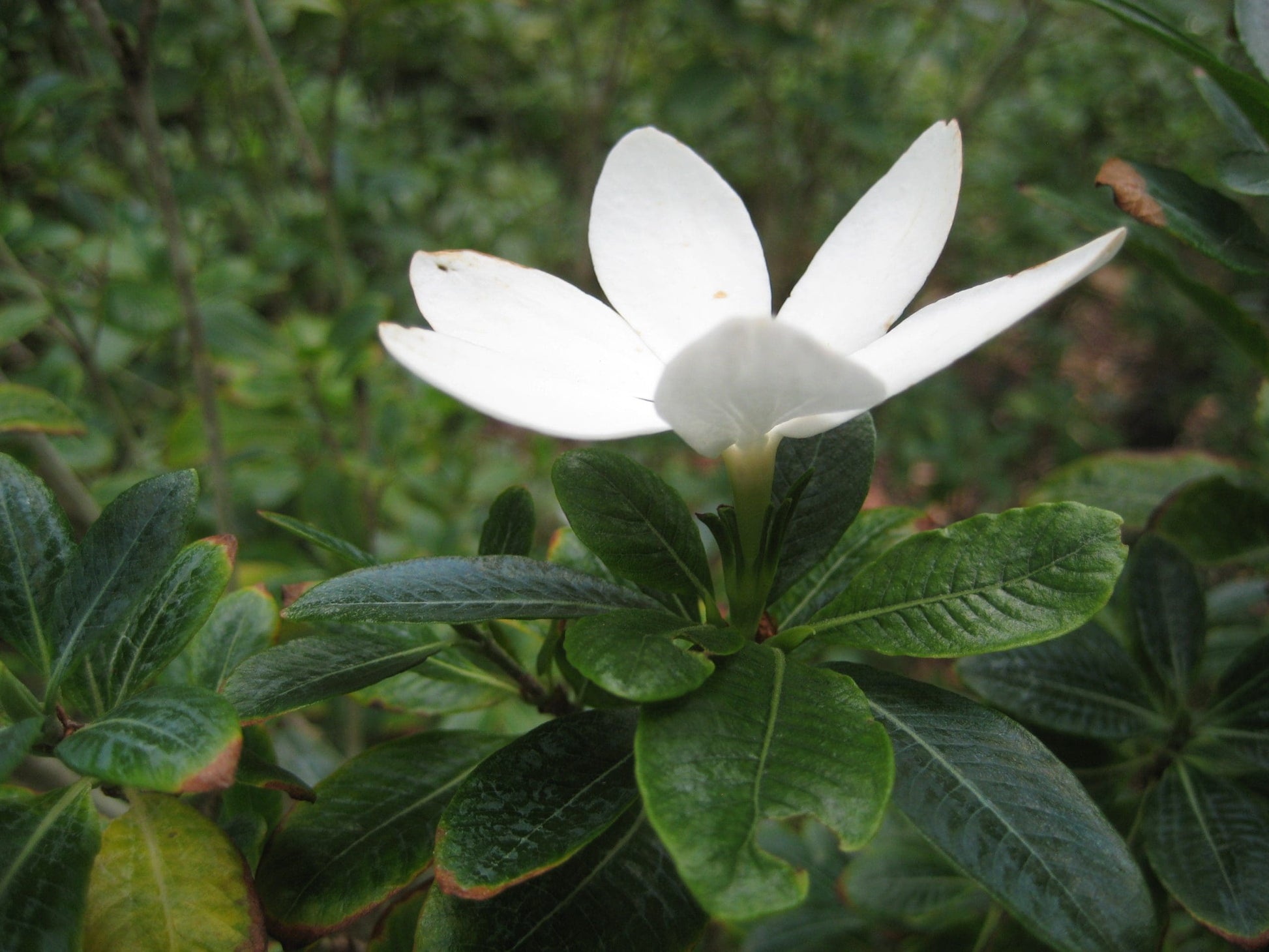 Gardenia scabrella