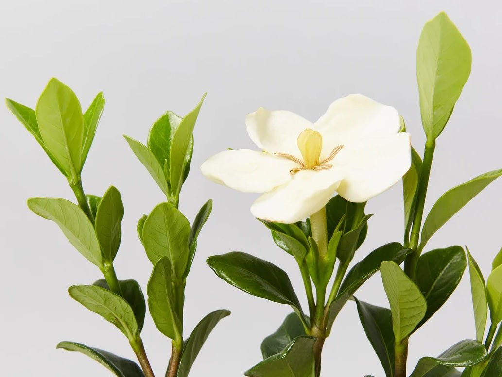 Gardenia Star (Gardenia Grandiflora) - Ladybird Nursery