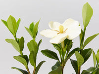 Gardenia Star (Gardenia Grandiflora) - Ladybird Nursery
