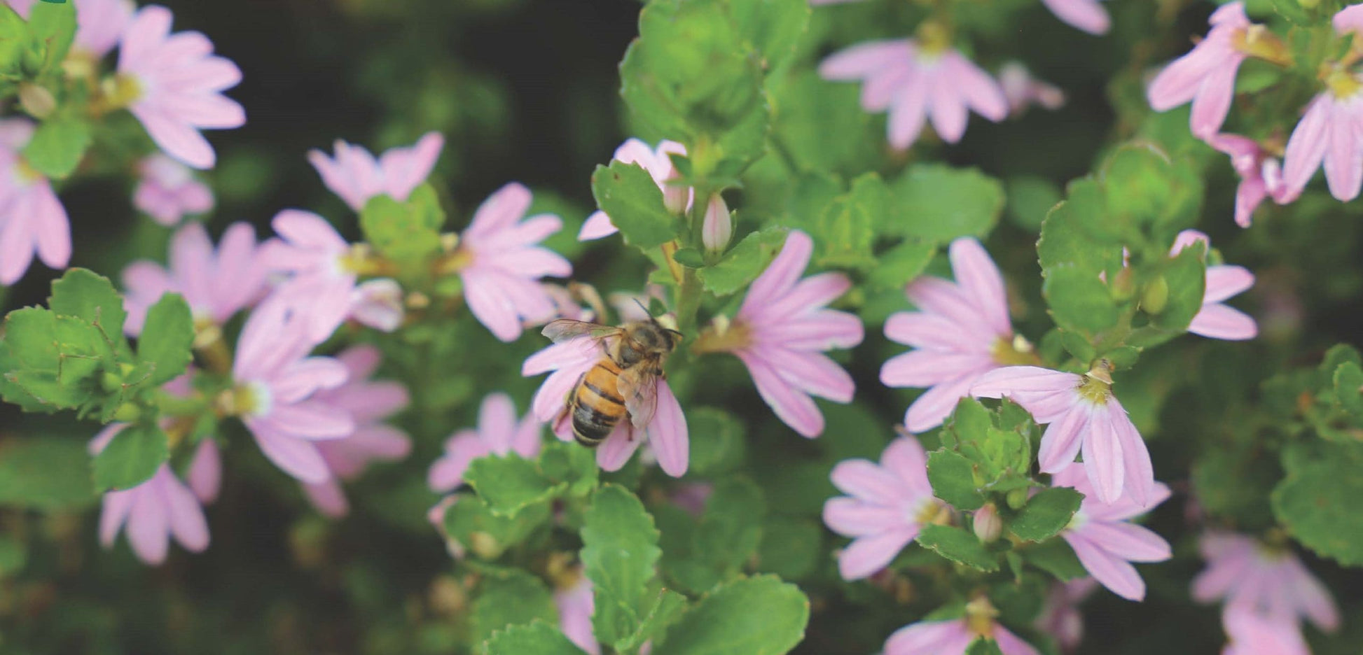 Fan Flower Pink (Scaevola spp.)