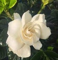 Gardenia 'True Love®' - Ladybird Nursery