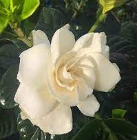 Gardenia 'True Love®'