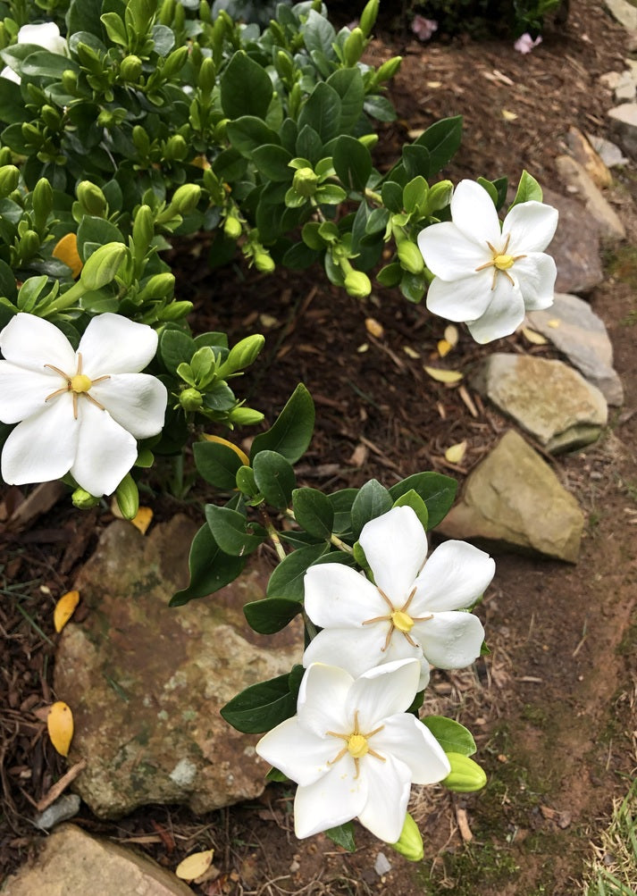 Gardenia White Gold (Gardenia jasminoides)