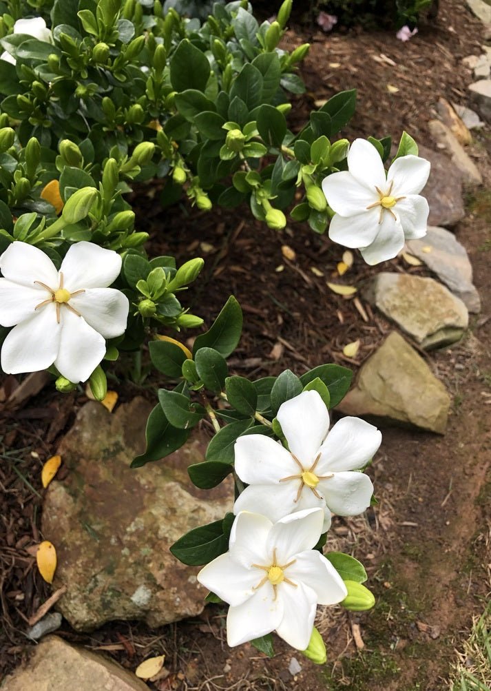 Gardenia White Gold (Gardenia jasminoides) - Ladybird Nursery