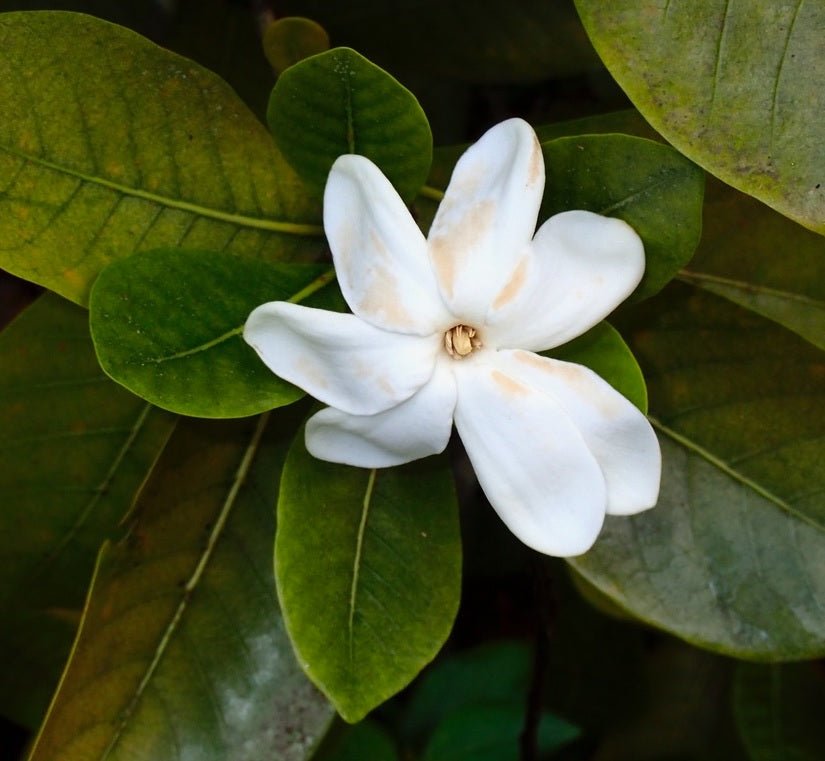Gardenia White Star (Gardenia psidioides) - Ladybird Nursery