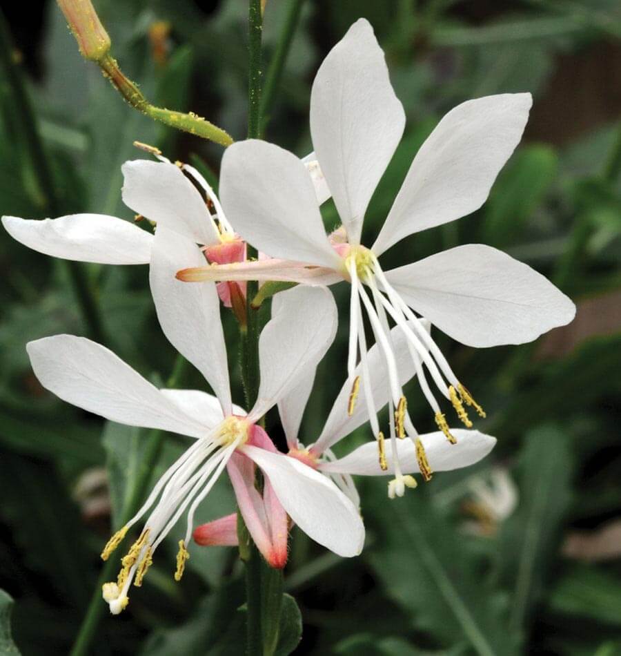 Gaura Assorted (Gaura spp.) - Ladybird Nursery