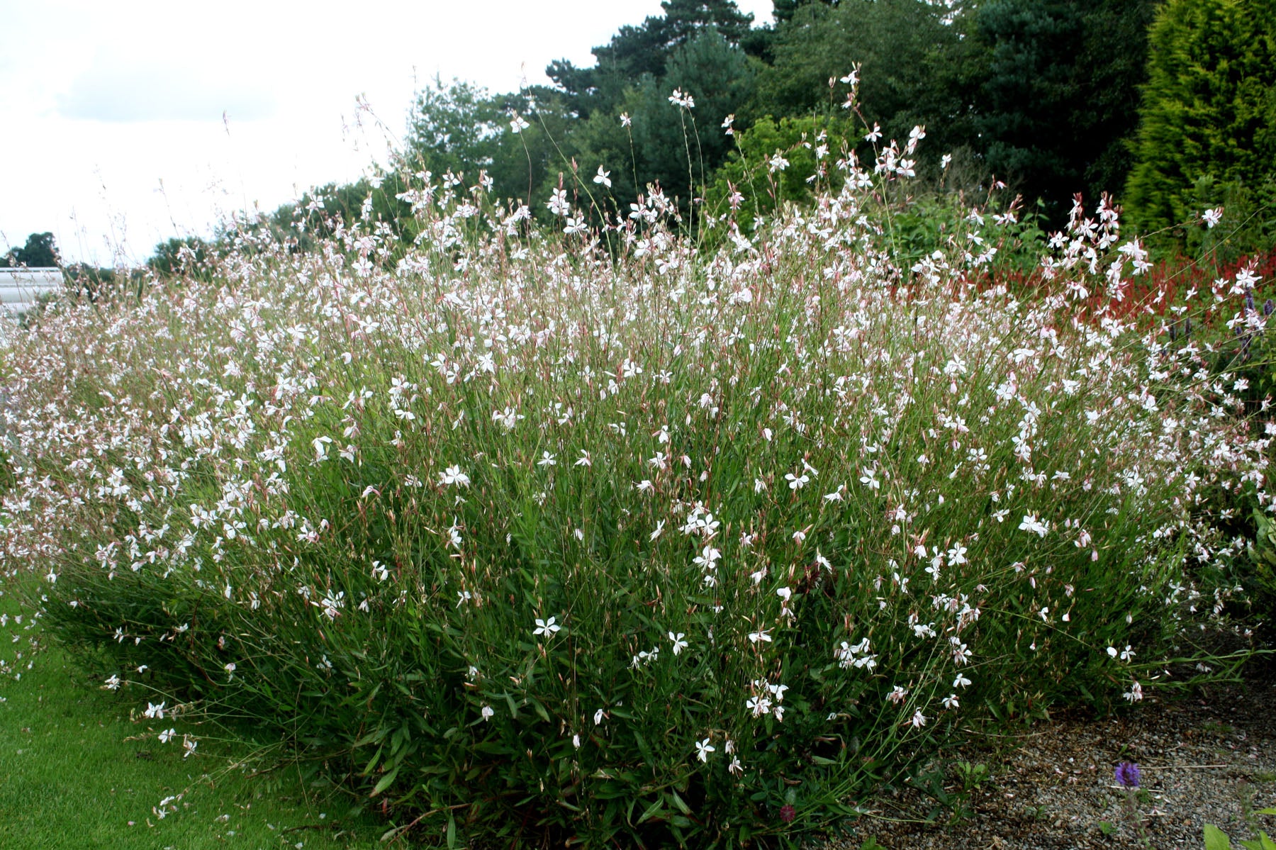 Gaura Baby Butterflies Pearl