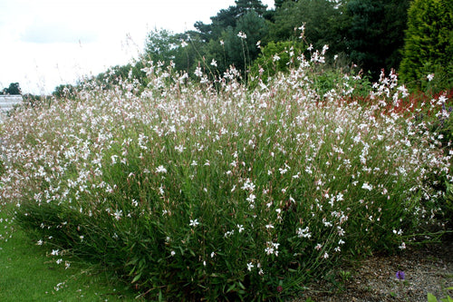 Gaura Baby Butterflies Pearl - Ladybird Nursery