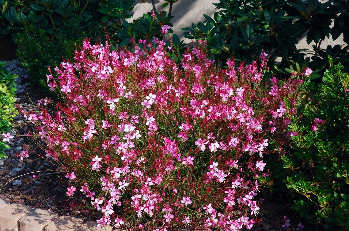 Gaura Baby Butterflies Rose