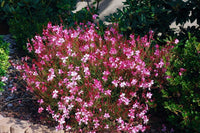 Gaura Baby Butterflies Rose - Ladybird Nursery