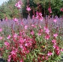 Gaura Belleza Dark Pink (Gaura lindheimeri) - Ladybird Nursery