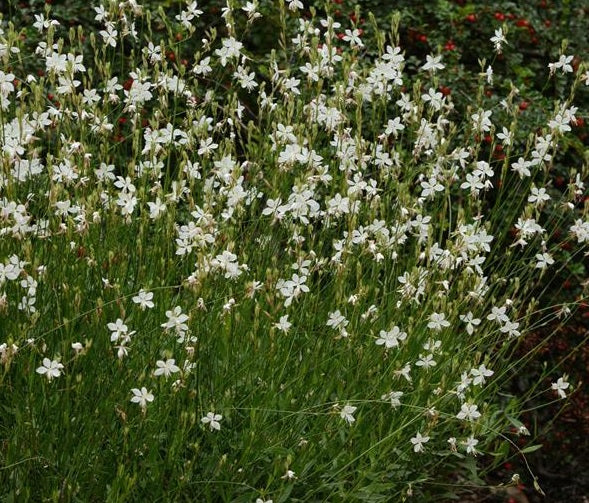 Gaura Belleza White (Gaura lindheimeri)