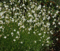 Gaura Belleza White (Gaura lindheimeri) - Ladybird Nursery