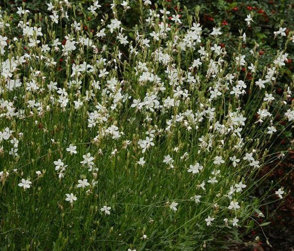 Gaura Belleza White (Gaura lindheimeri) - Ladybird Nursery