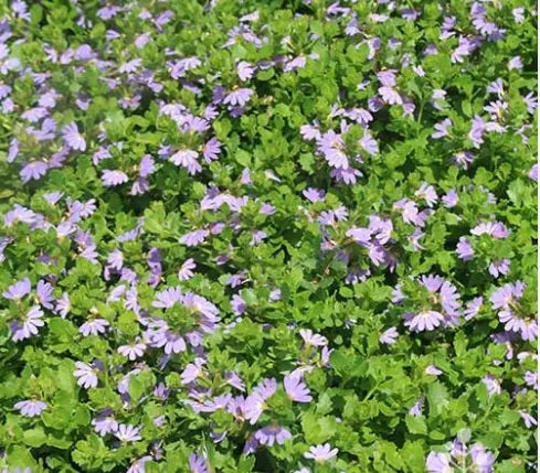 Fan Flower Mauve Clusters (Scaevola aemula)