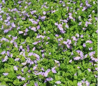 Fan Flower Mauve Clusters (Scaevola aemula) - Ladybird Nursery