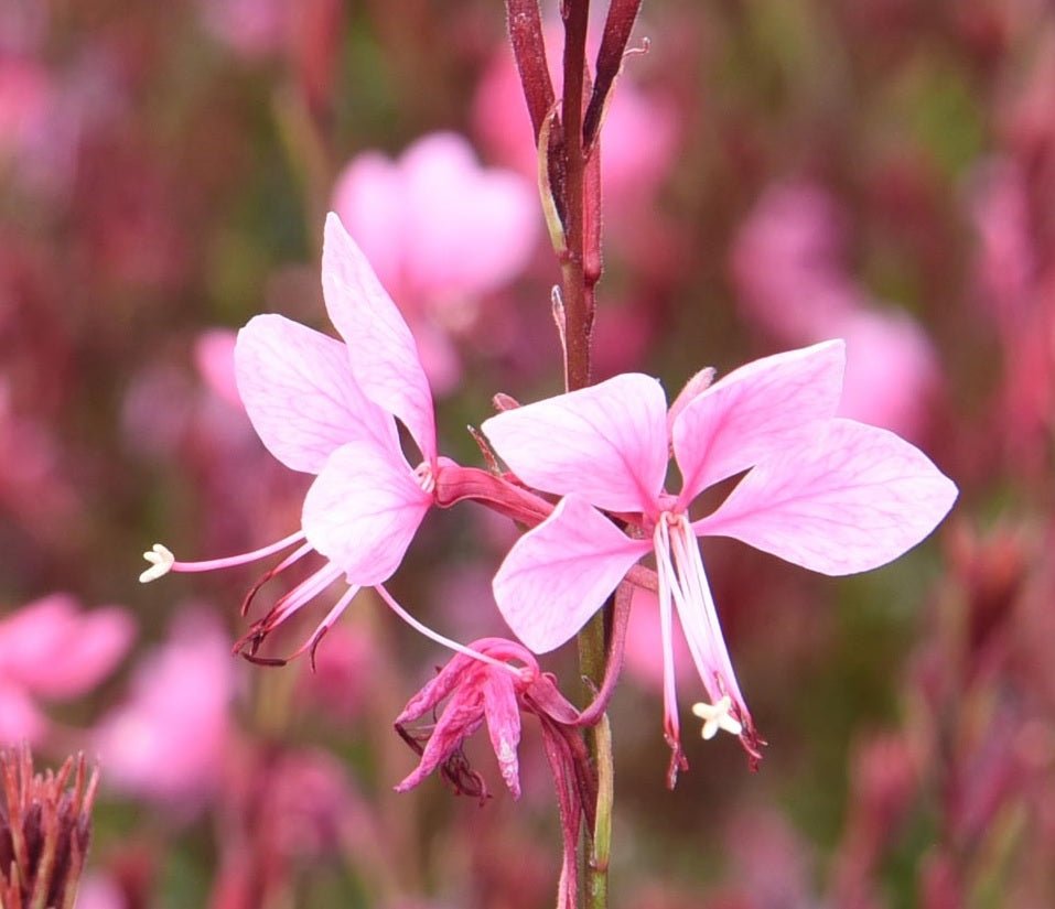 Gaura Dark Pink (Gaura spp.) - Ladybird Nursery