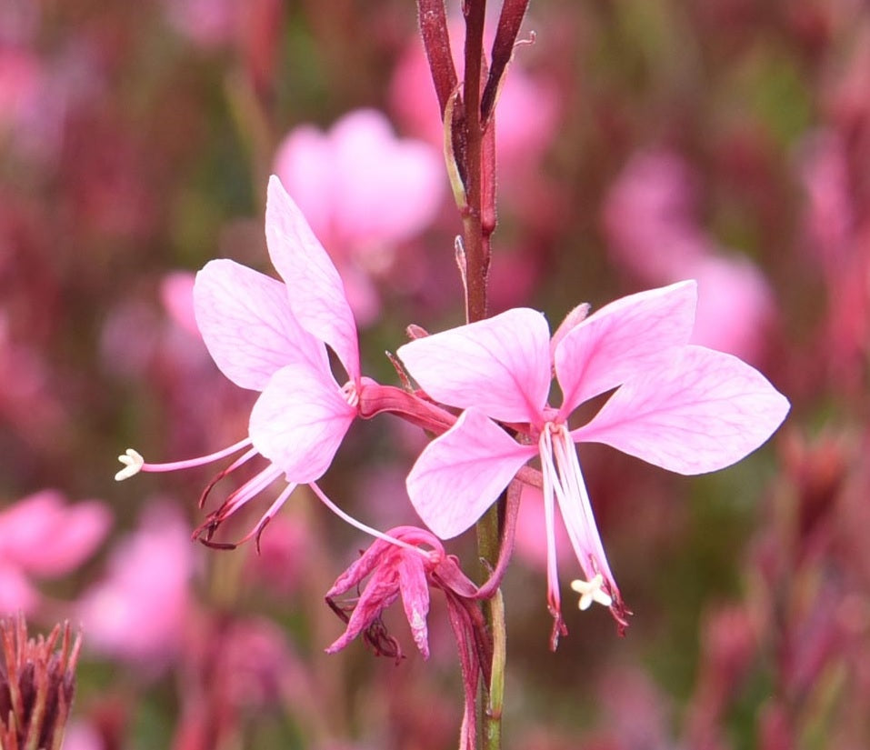 Gaura Dark Pink (Gaura spp.)