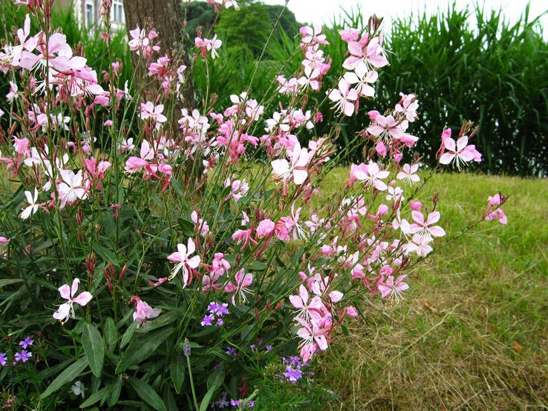 Gaura Gauriella Bicolour - Ladybird Nursery
