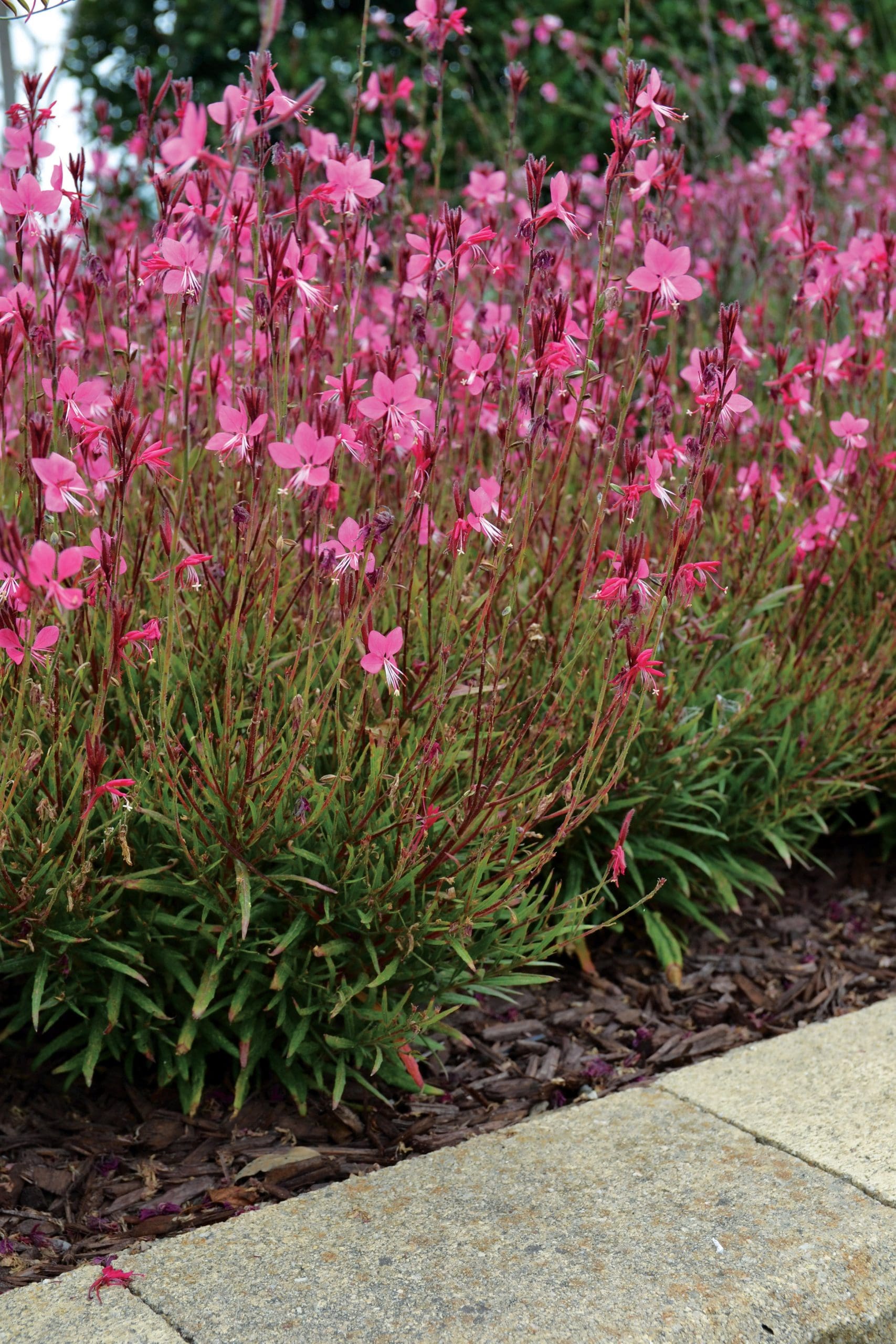 Gaura Grace Compact Pink