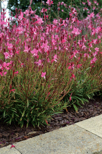 Gaura Grace Compact Pink