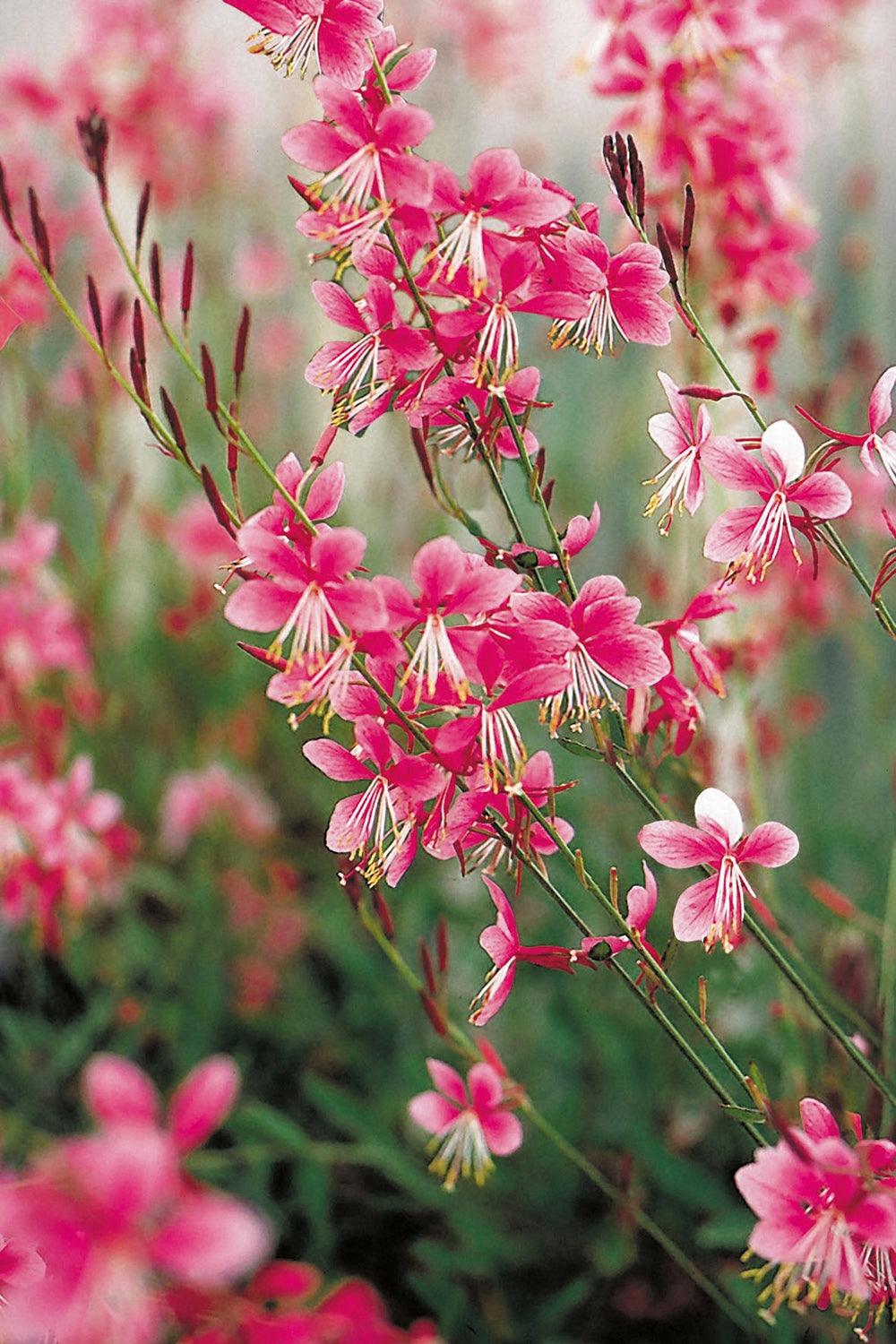 Gaura Pink (Gaura lindheimeri)